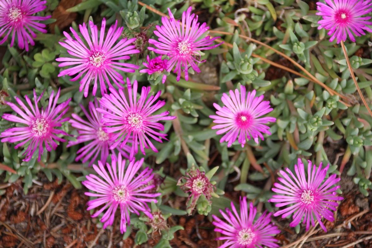 Qué flores plantar en la tumba / foto pexels.com