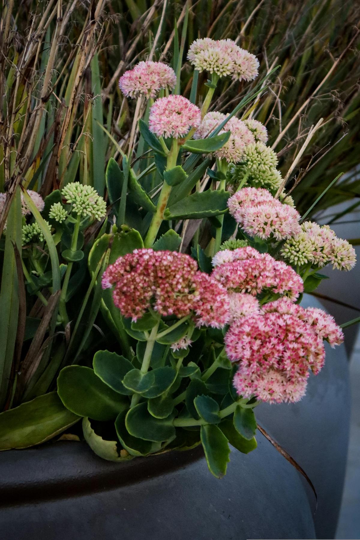 Qué flores plantar en el cementerio para que florezcan todo el verano / foto pexels.com