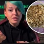 Cómo elegir las plantas de sidra y sorprender a los vecinos con una cosecha: un jardinero dio consejos eficaces Cómo elegir las plantas de sidra y sorprender a los