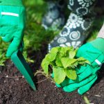 Cuándo plantar fresas en otoño para recoger cubos de bayas
