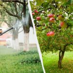 Los pulgones no volverán a tocar los manzanos: una eficaz solución de dos ingredientes Los pulgones no volverán a tocar los manzanos: una eficaz